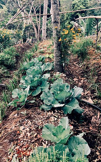 potager agro écologie permaculture tropicale agroforesterie