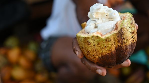 Lire la suite à propos de l’article Le chocolat: de l&rsquo;arbre à la tablette