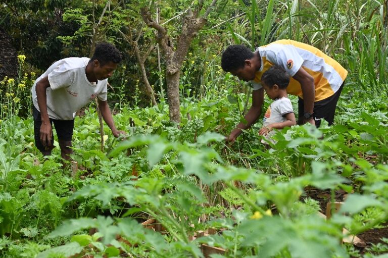 Lire la suite à propos de l’article Offre d’emploi d’un technicien en agroforesterie
