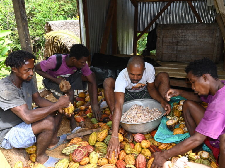 Lire la suite à propos de l’article Le chocolat: de l&rsquo;arbre à la tablette