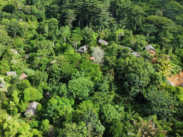 Lire la suite à propos de l’article Introduction à l&rsquo;agroforesterie